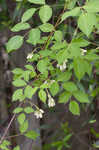 American bladdernut